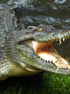 dominator Australian crocodile.