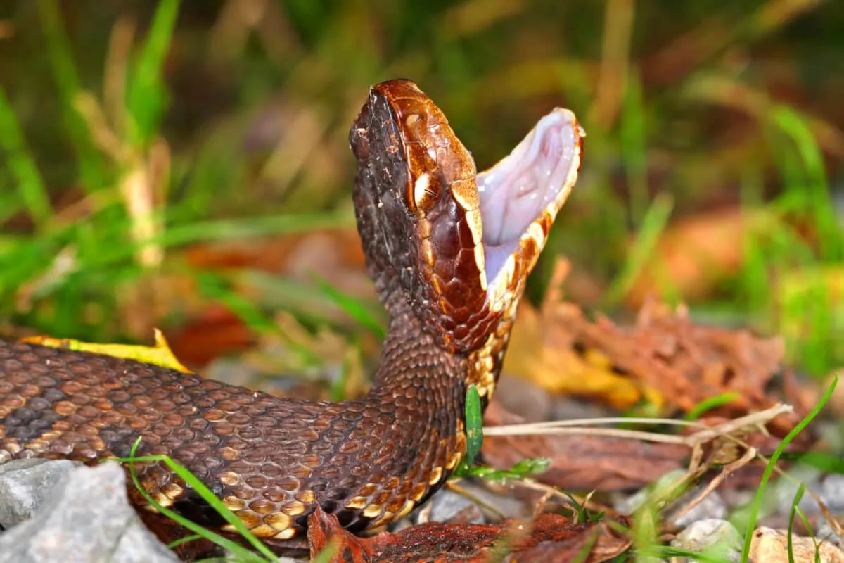 cottonmouth