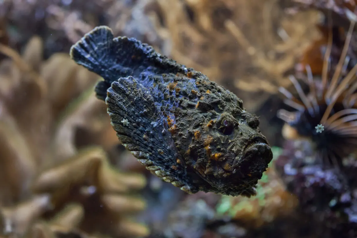 stonefish bite