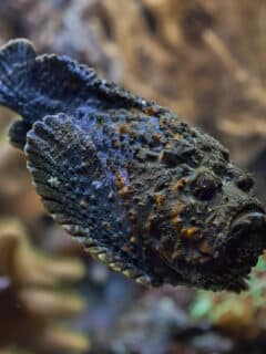 stonefish bite