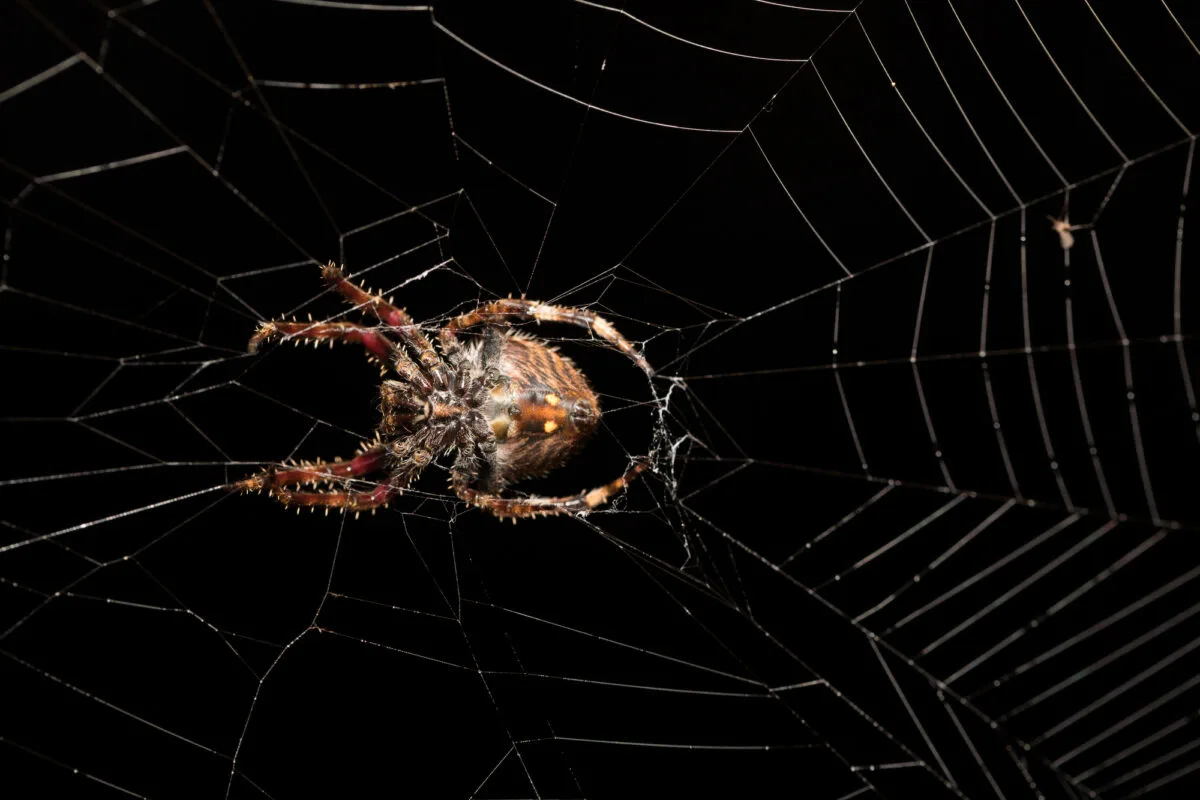 darwin's bark spider
