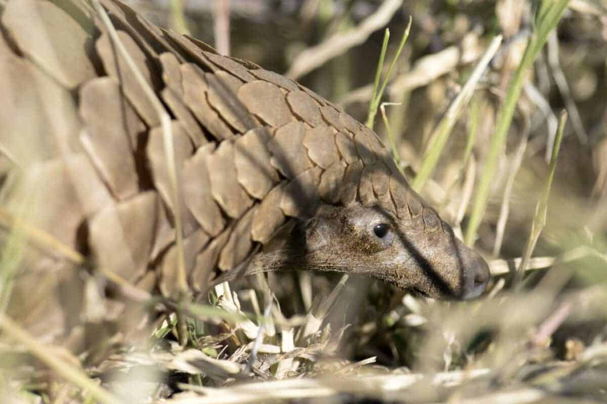 illegal pangolin dealer caught