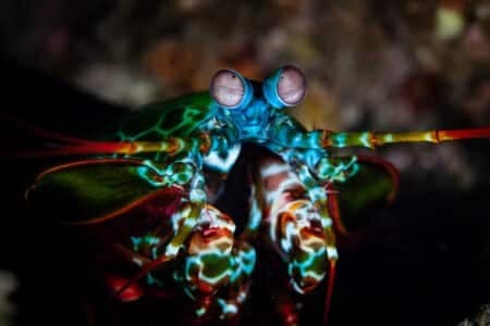 Witness The Mantis Shrimp’s Powerful Punch in Action