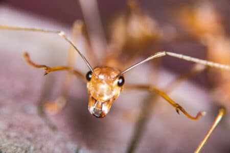 Florida’s Feisty Insects: Fire Ants