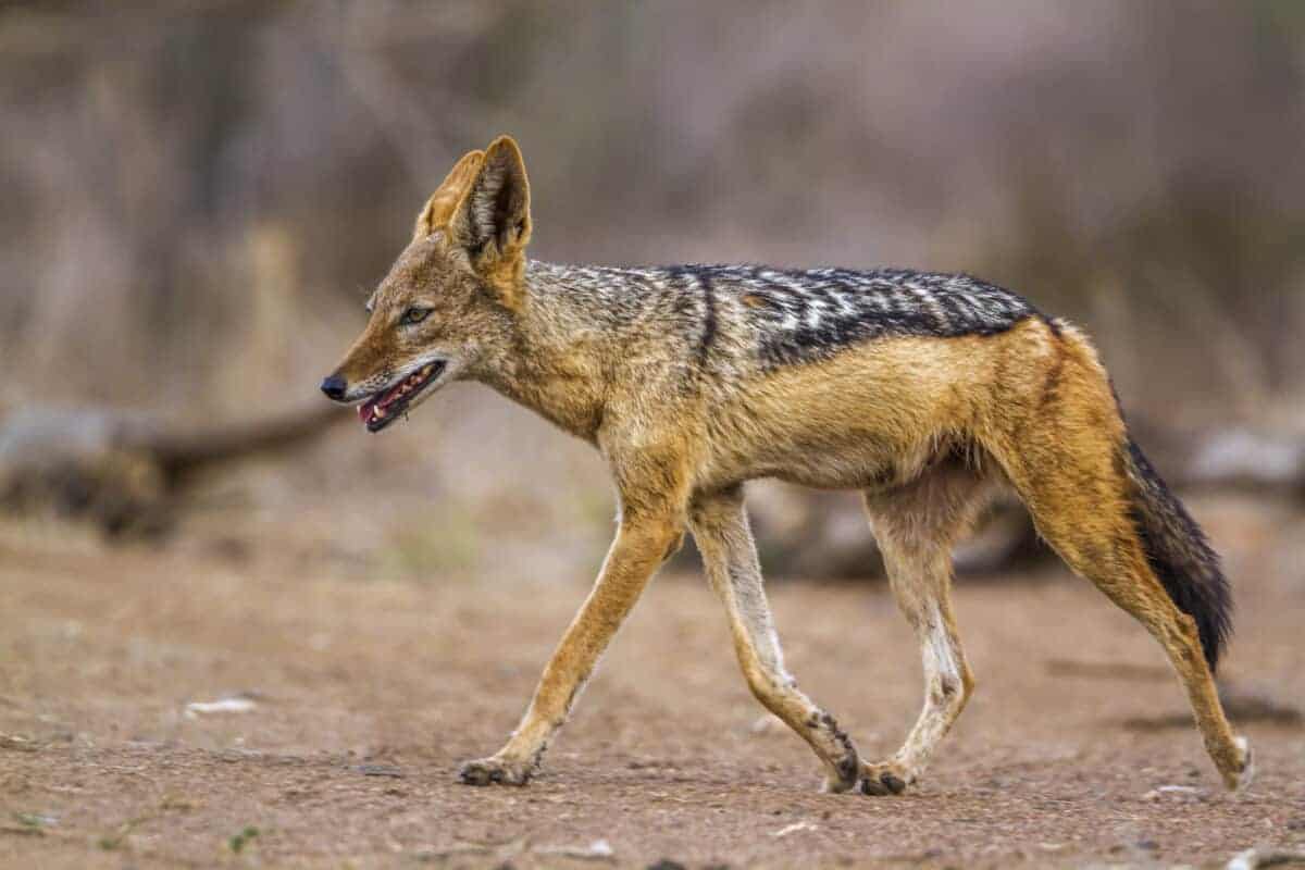 Black-backed jackal in Kruger National park, South Africa