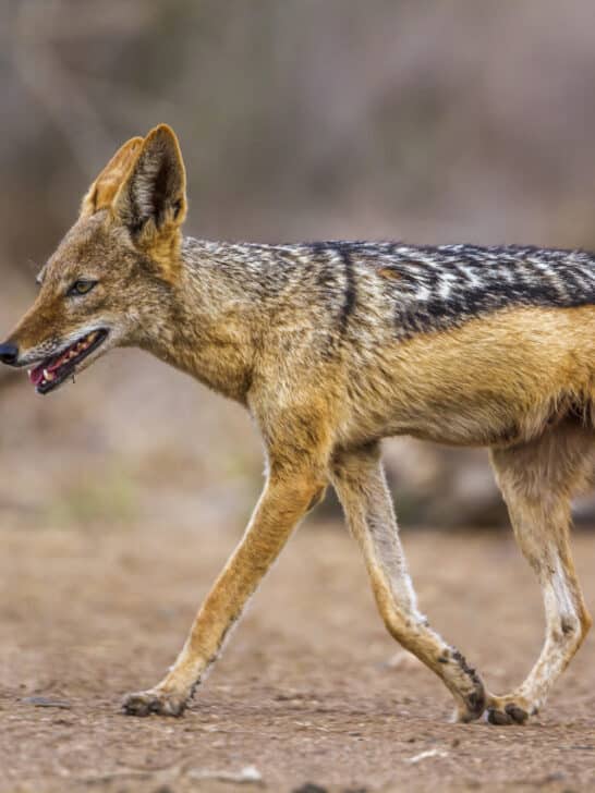 Jackal Makes A Daring Move In The Shadow Of An Elephant
