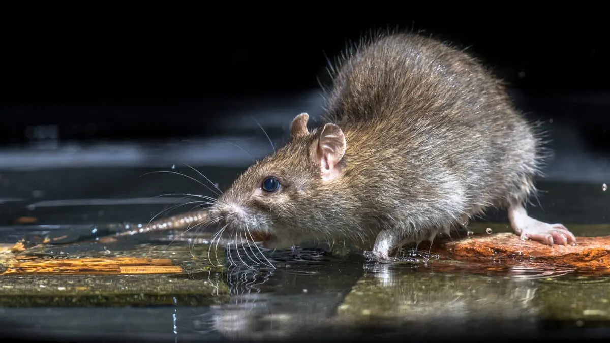 new york's subway rats