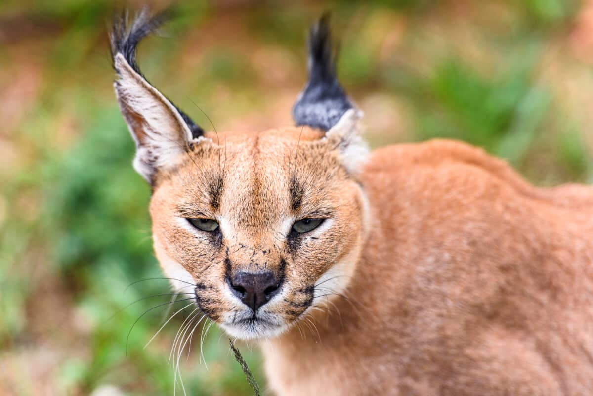 Caracal at the Naankuse Wildlife Sanctuary, Namibia, Africa