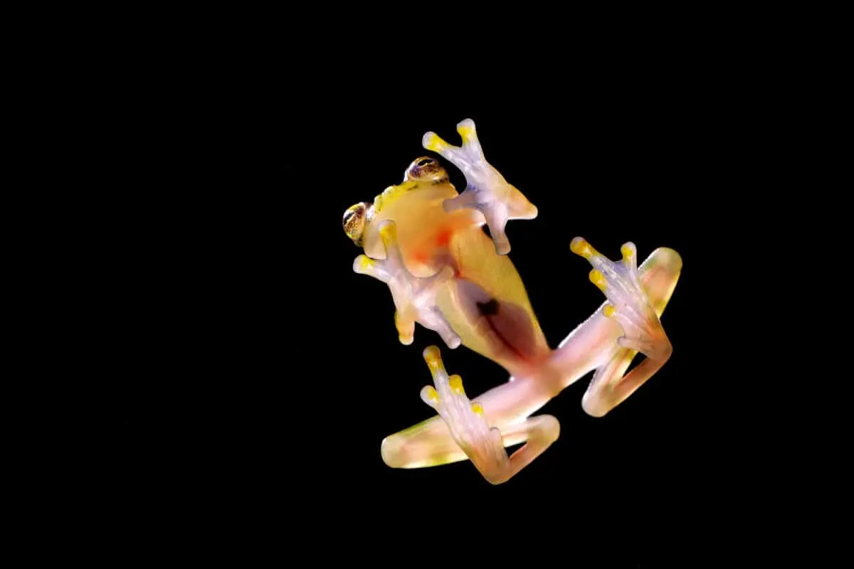 glass frog can cause medical breakthroughs