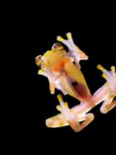 glass frog can cause medical breakthroughs