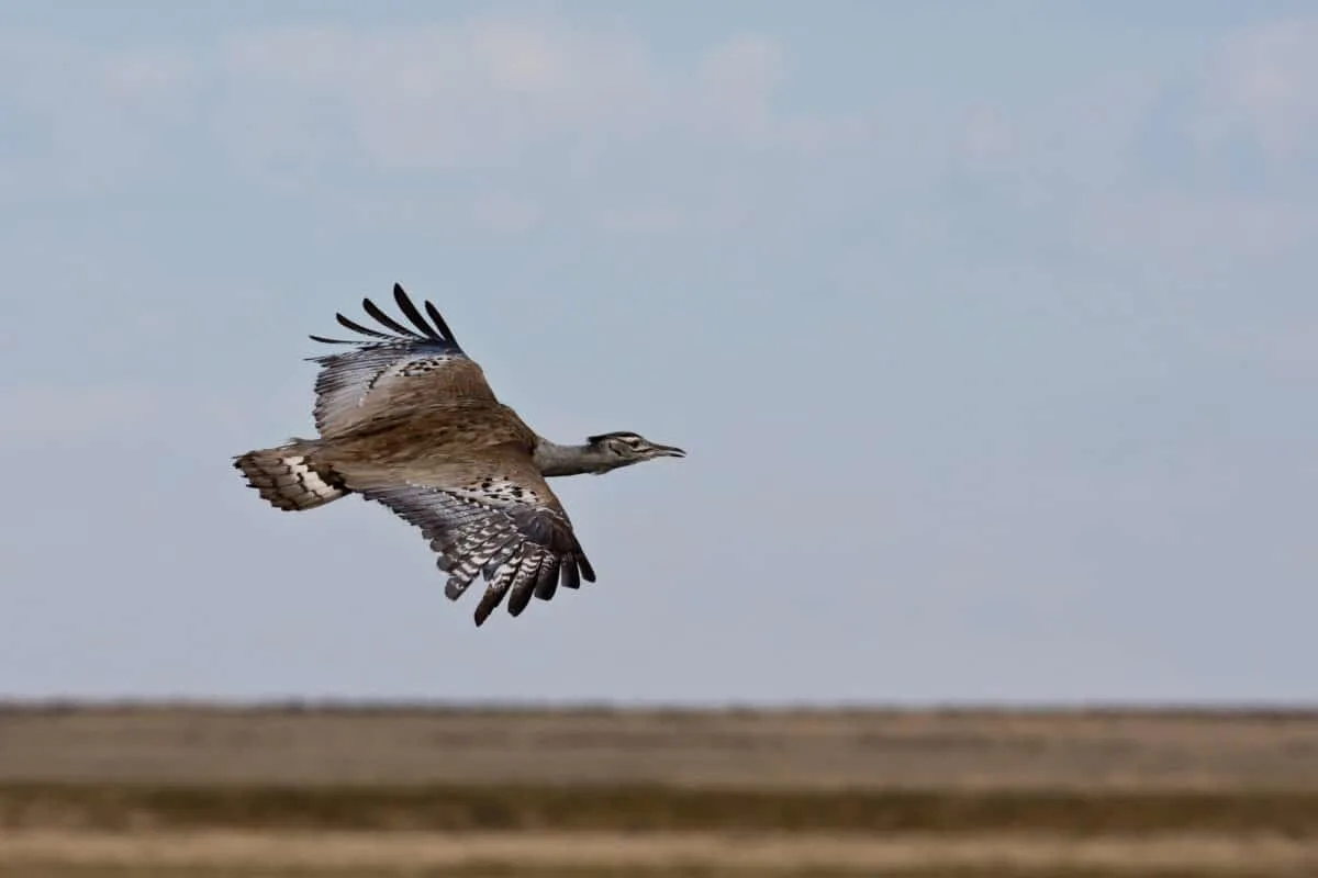 kori bustard heaviest bird capable of flying