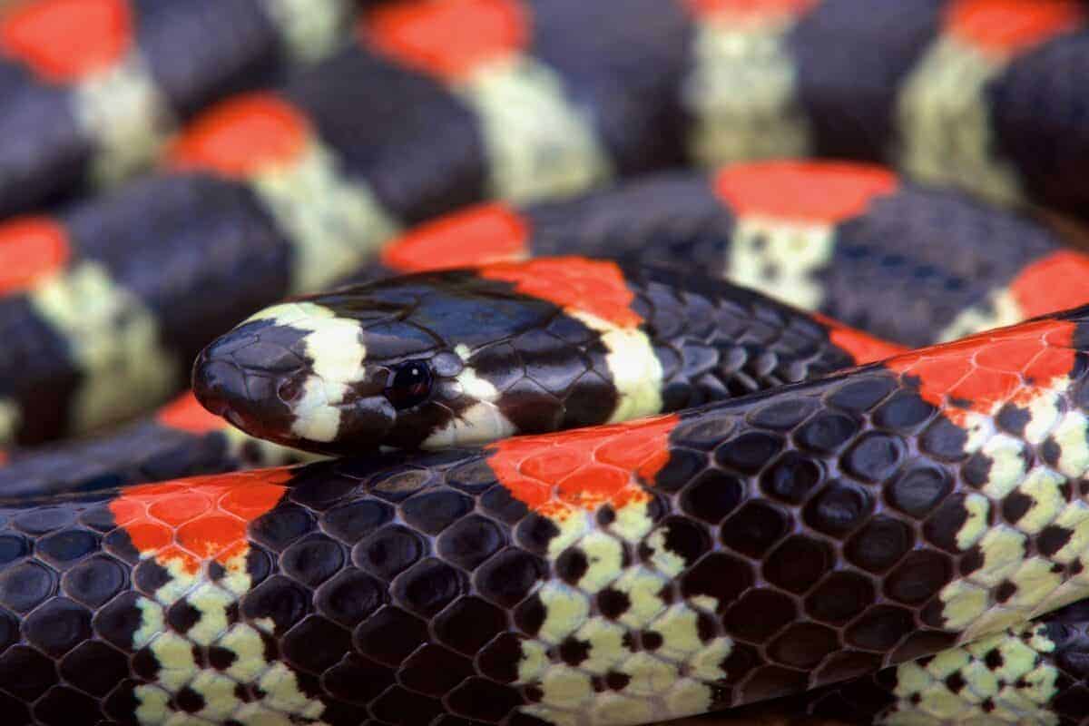 coral snake bite