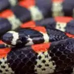 Steps To Take In the Case of a Coral Snake Bite
