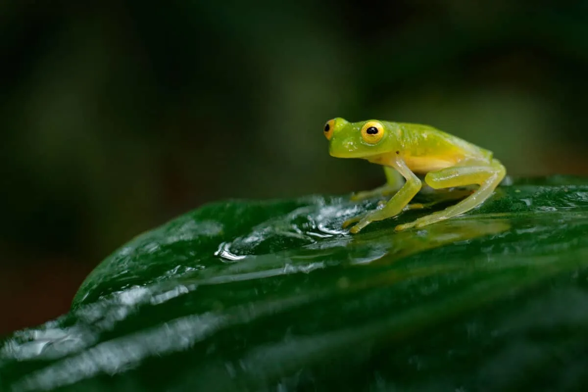 glass frog