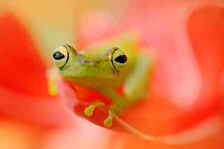 The Transparent Marvel: Meet the Glass Frog