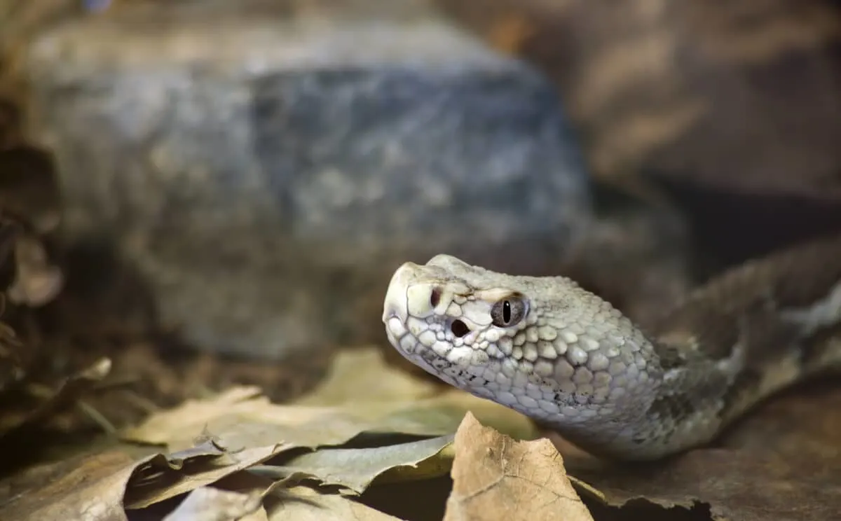 timber rattlesnake in illinois