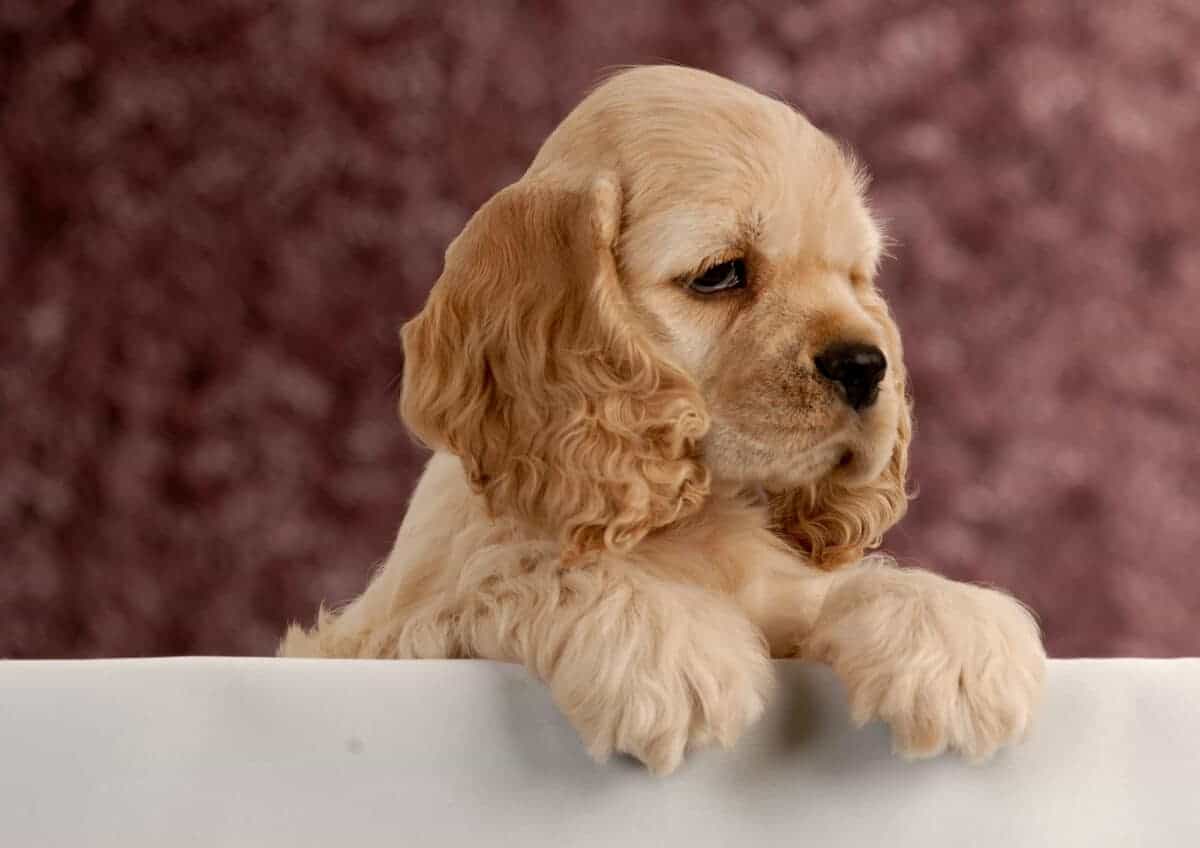 american cocker spaniel puppy with paws over white foreground