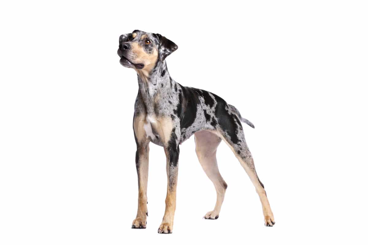 Louisiana Catahoula Leopard Dog