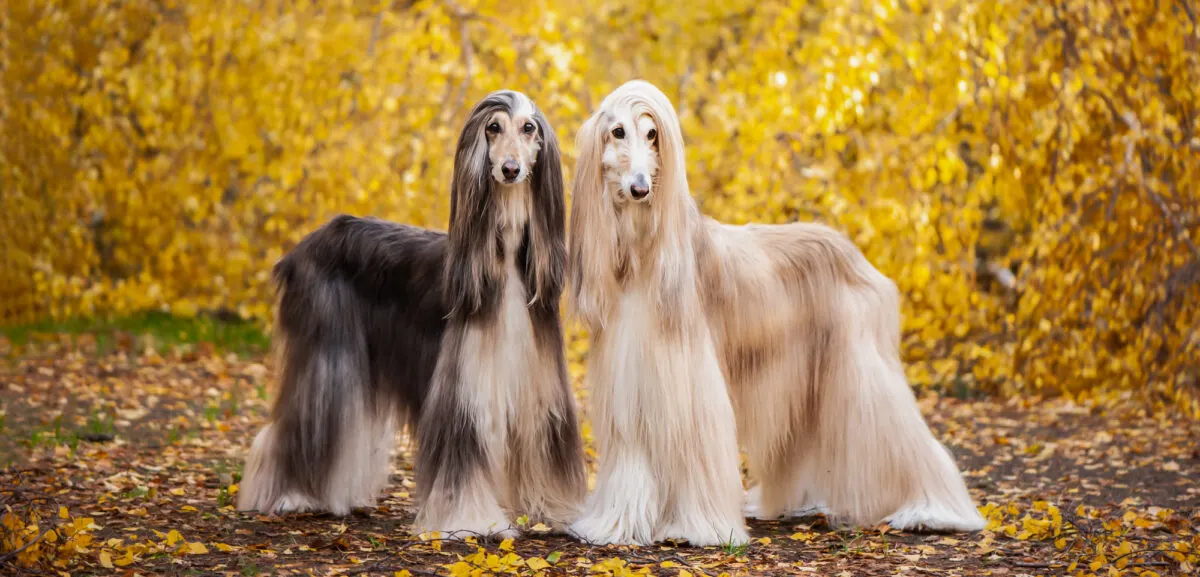 afghan hound
