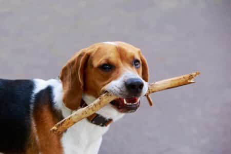 All About The American Foxhound