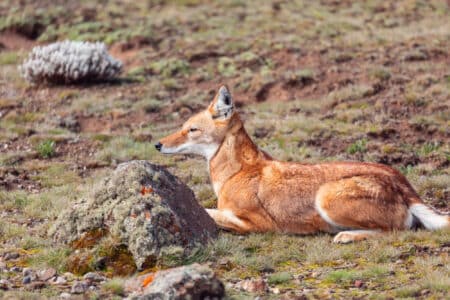 Abyssinian Dog &ndash; The Canines of the Mountain