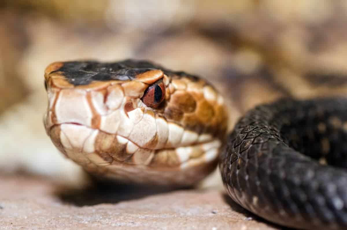 cottonmouth