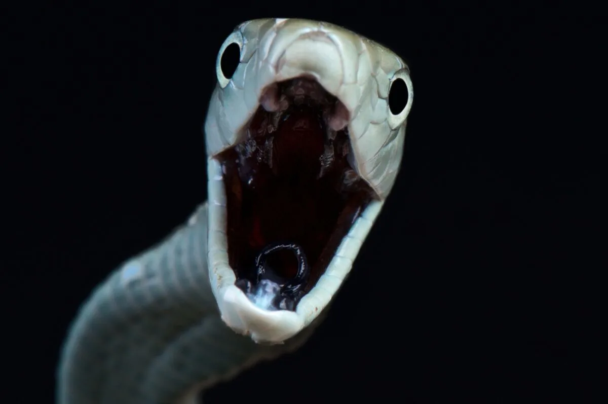 black mamba bite