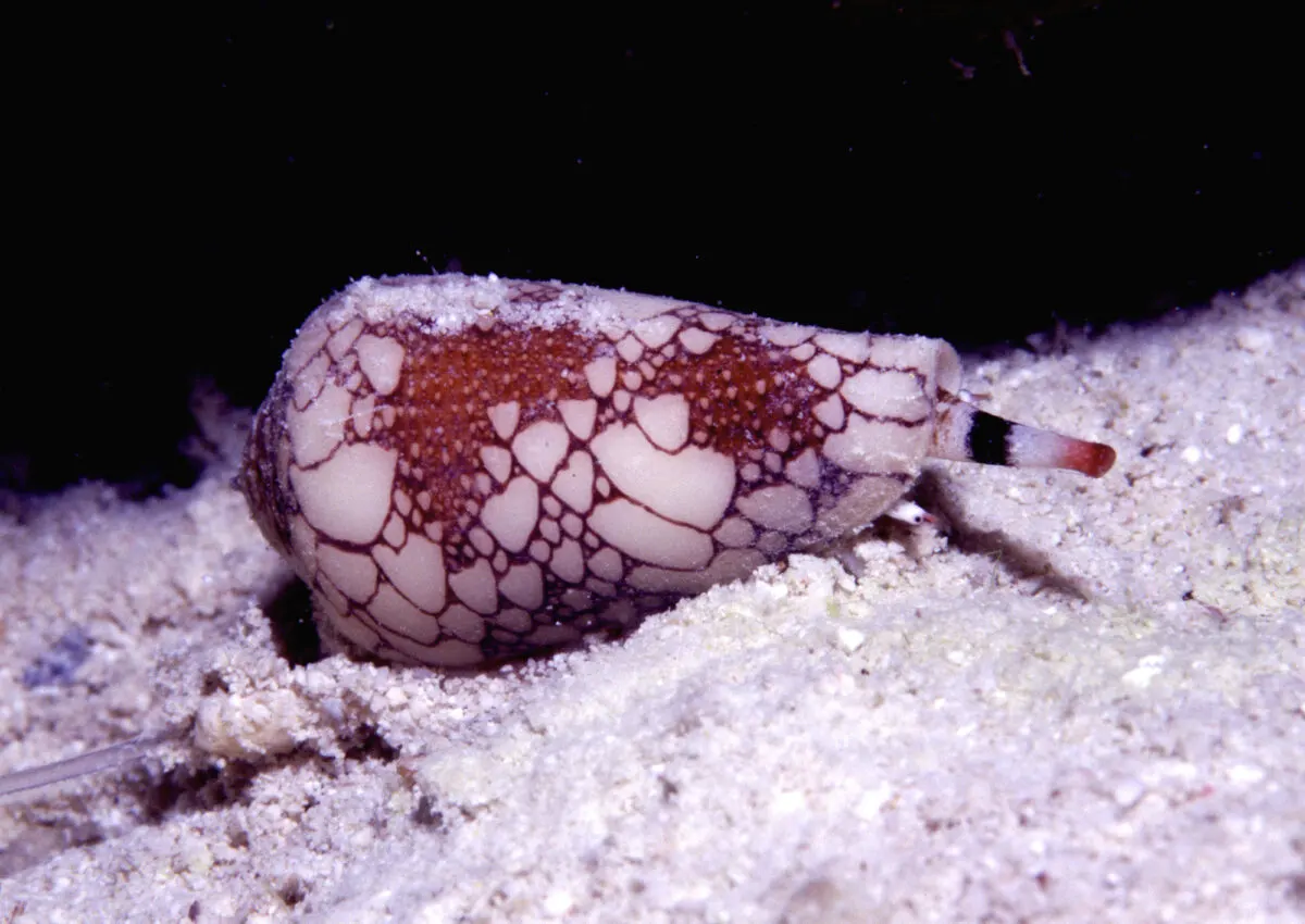 cone snail bite