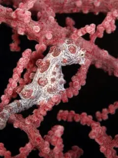 pygmy sea horse