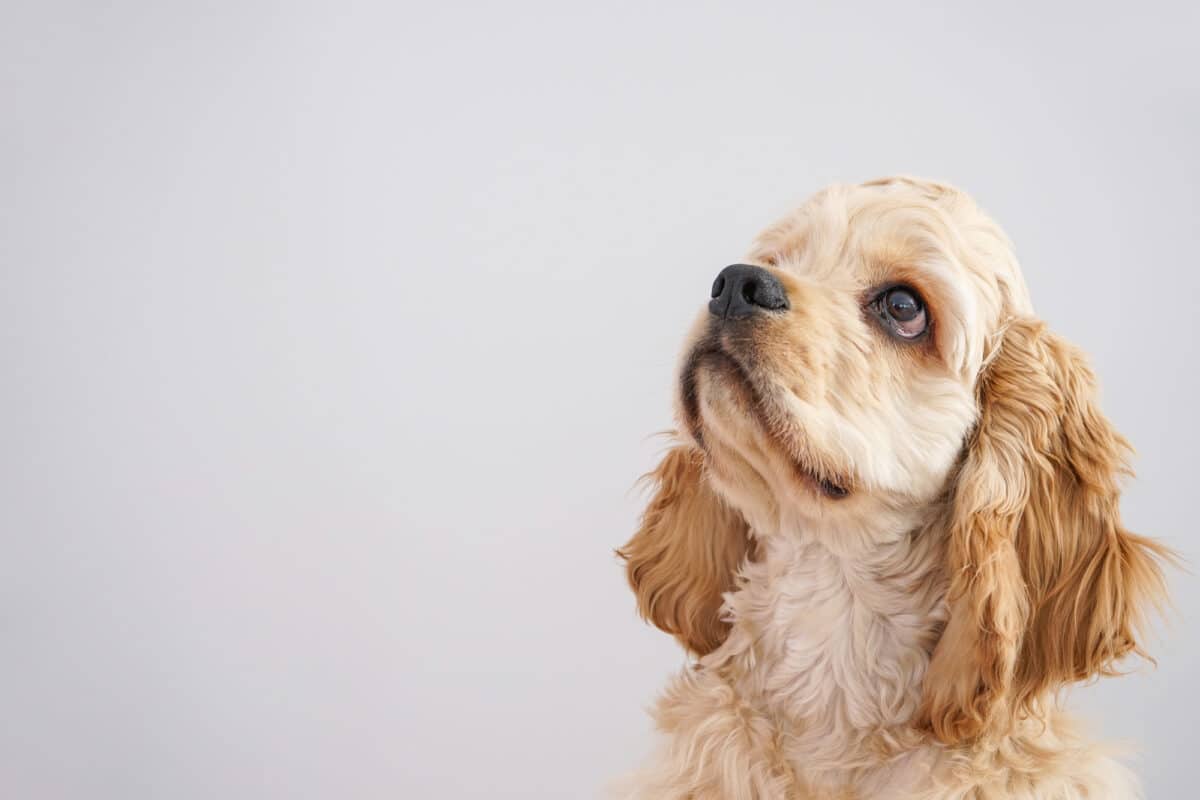 Dog. American Cocker Spaniel puppy on a gray background, close-up. Space for text.