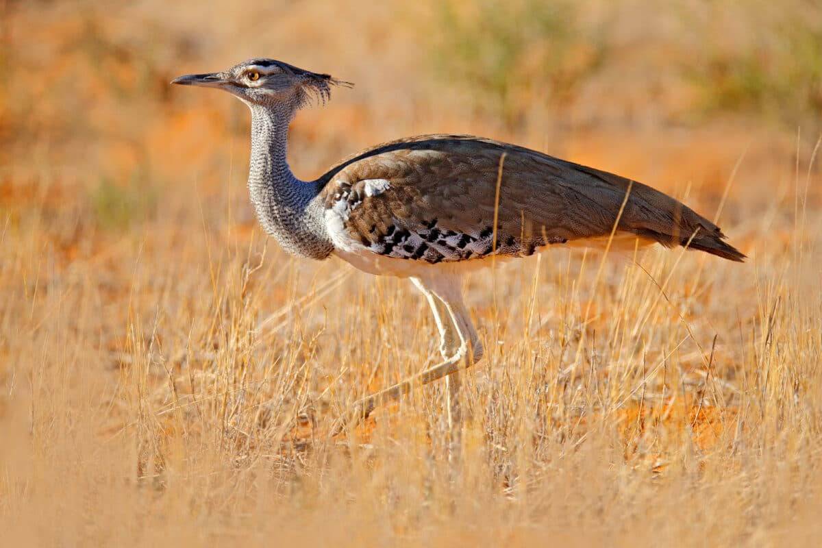 kori bustard