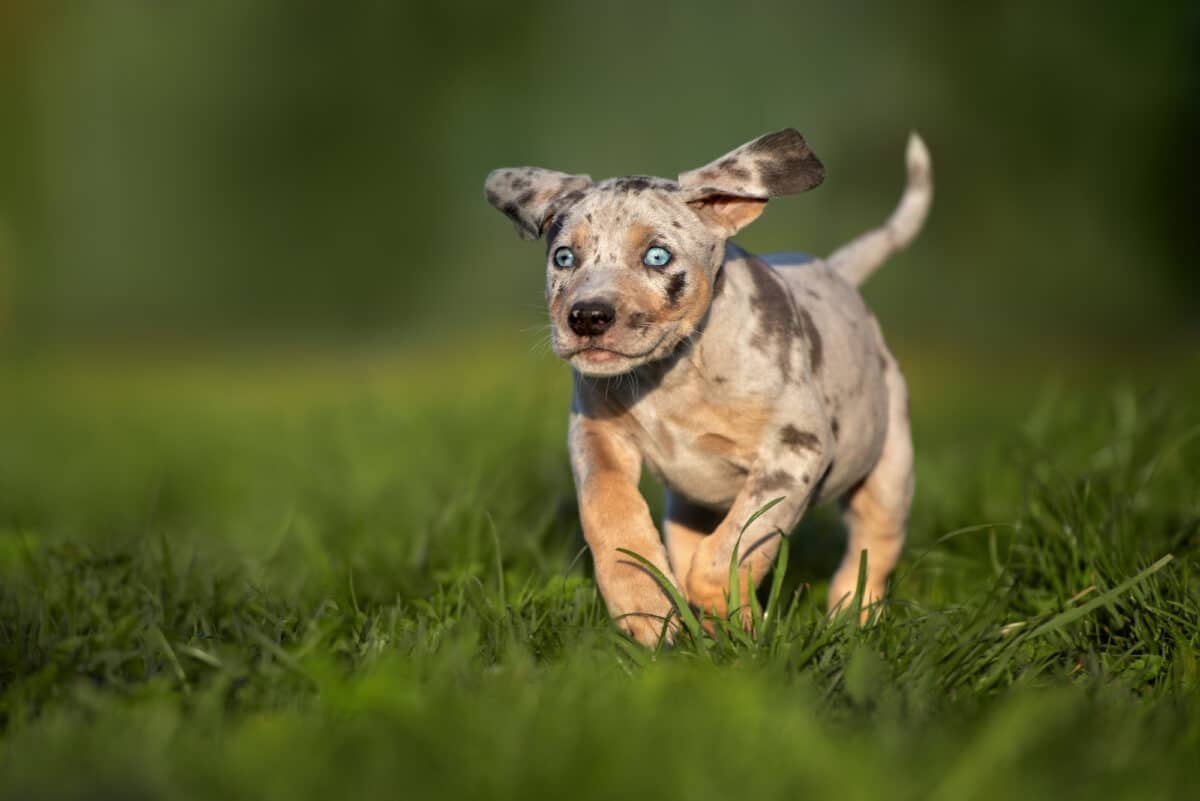 Catahoula Leopard Dog