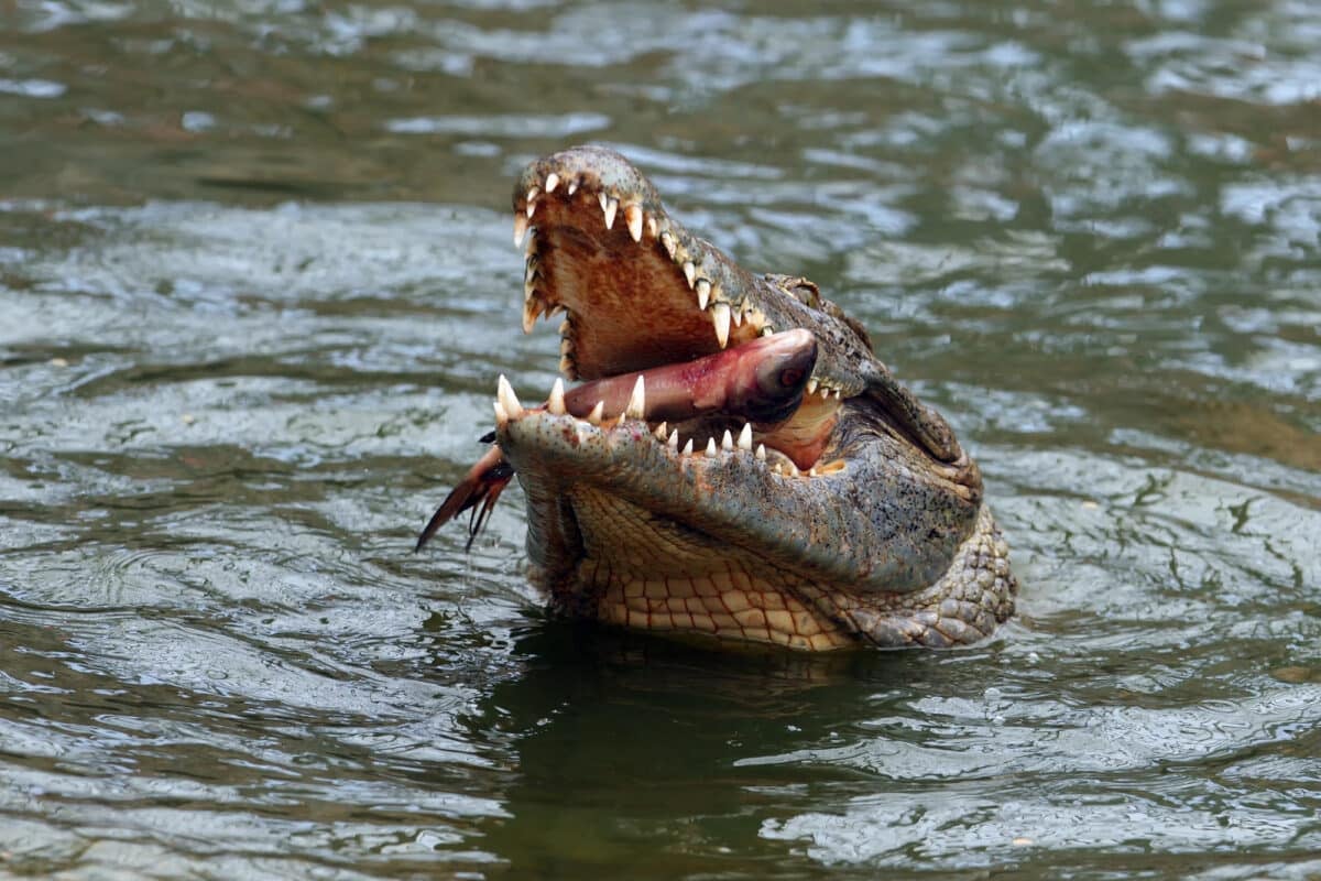 The Nile crocodile (Crocodylus niloticus) swallowing a fish above the water. A large African crocodile with prey in its open jaws.