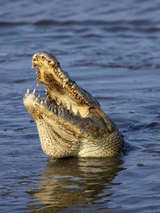 Florida-Man Attacked by Alligator While Urinating Outside