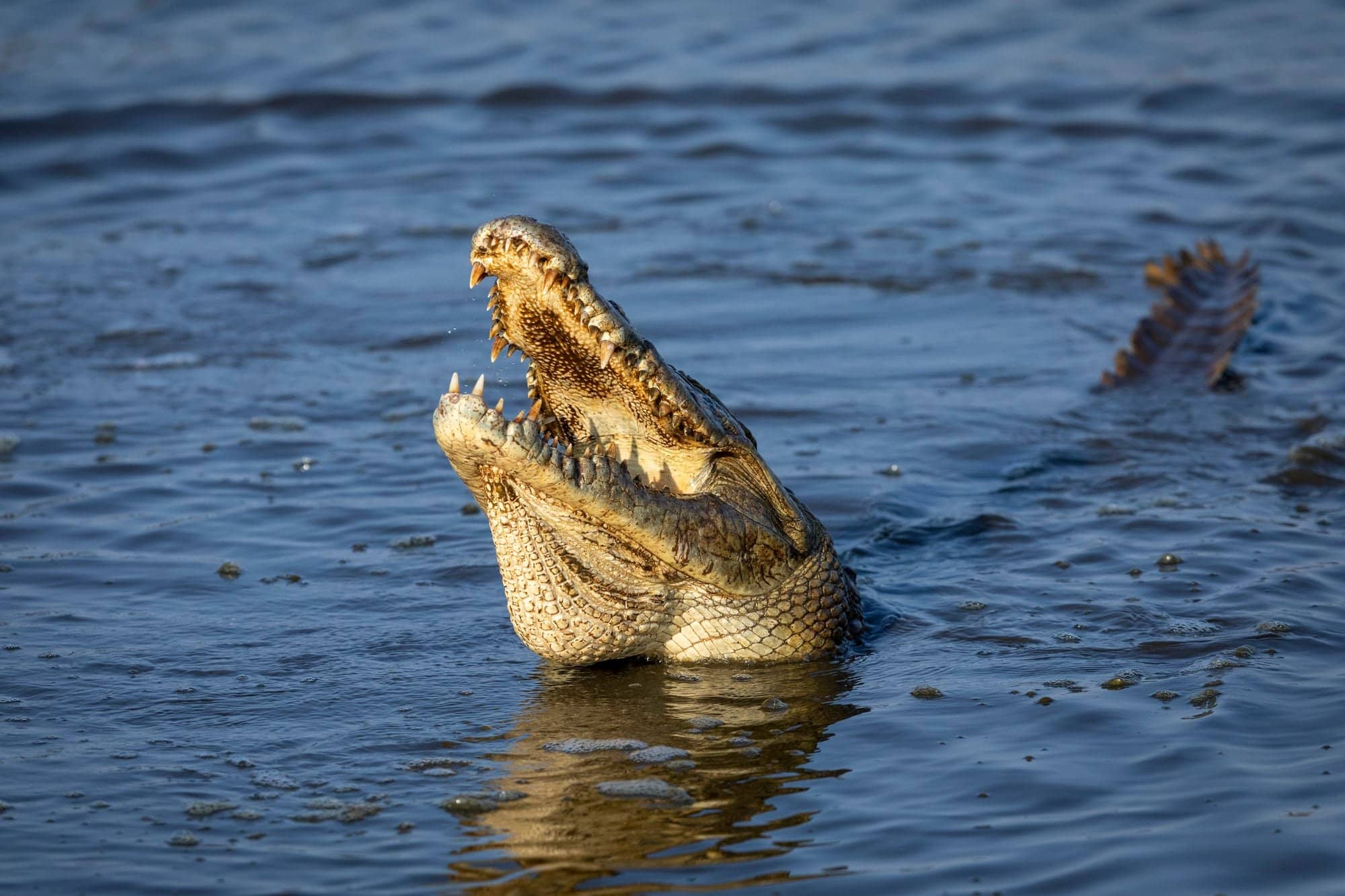 man attacked by alligator while urinating