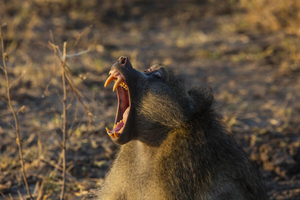 baboon teeth 