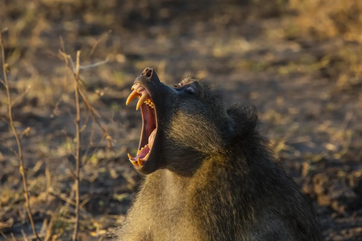 baboon teeth