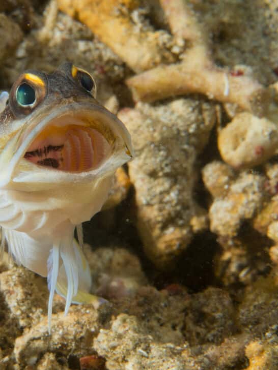 This Fish Can Climb Waterfalls—Yes, You Read That Right