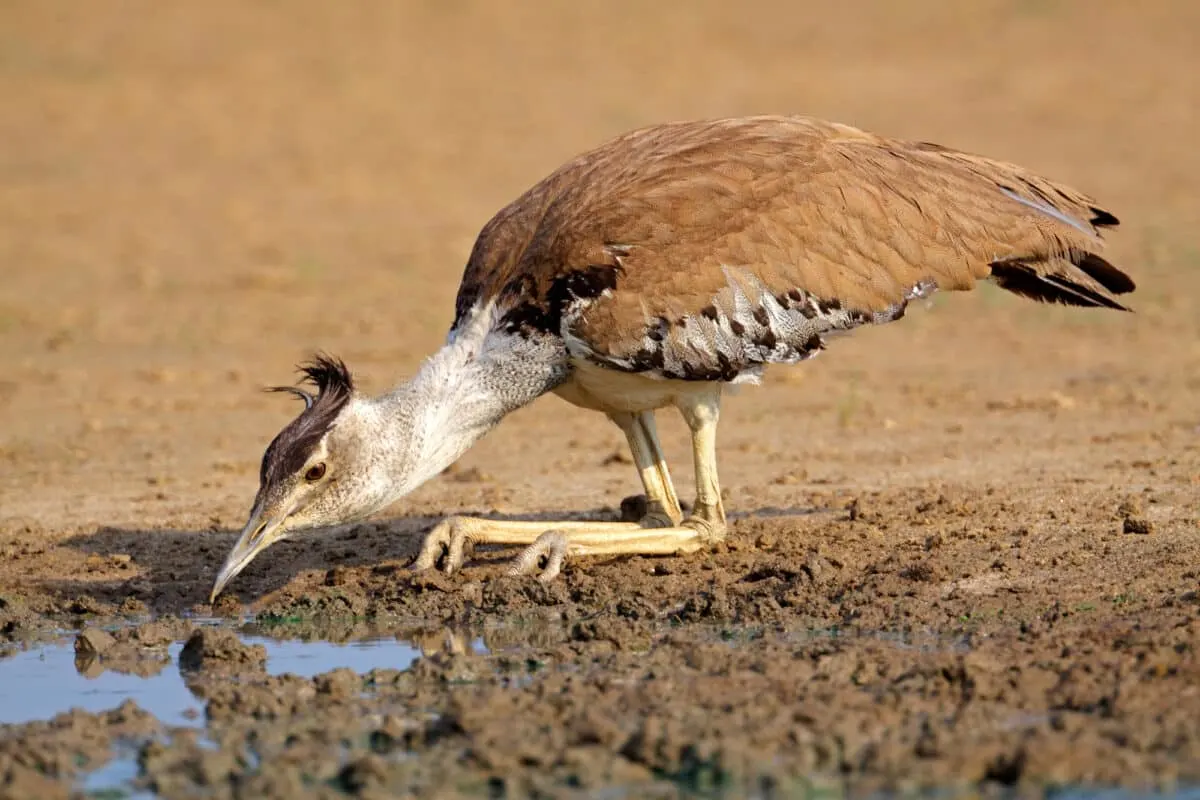 kori bustard