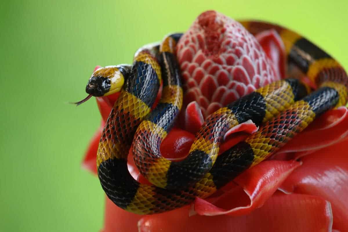 coral snake bite