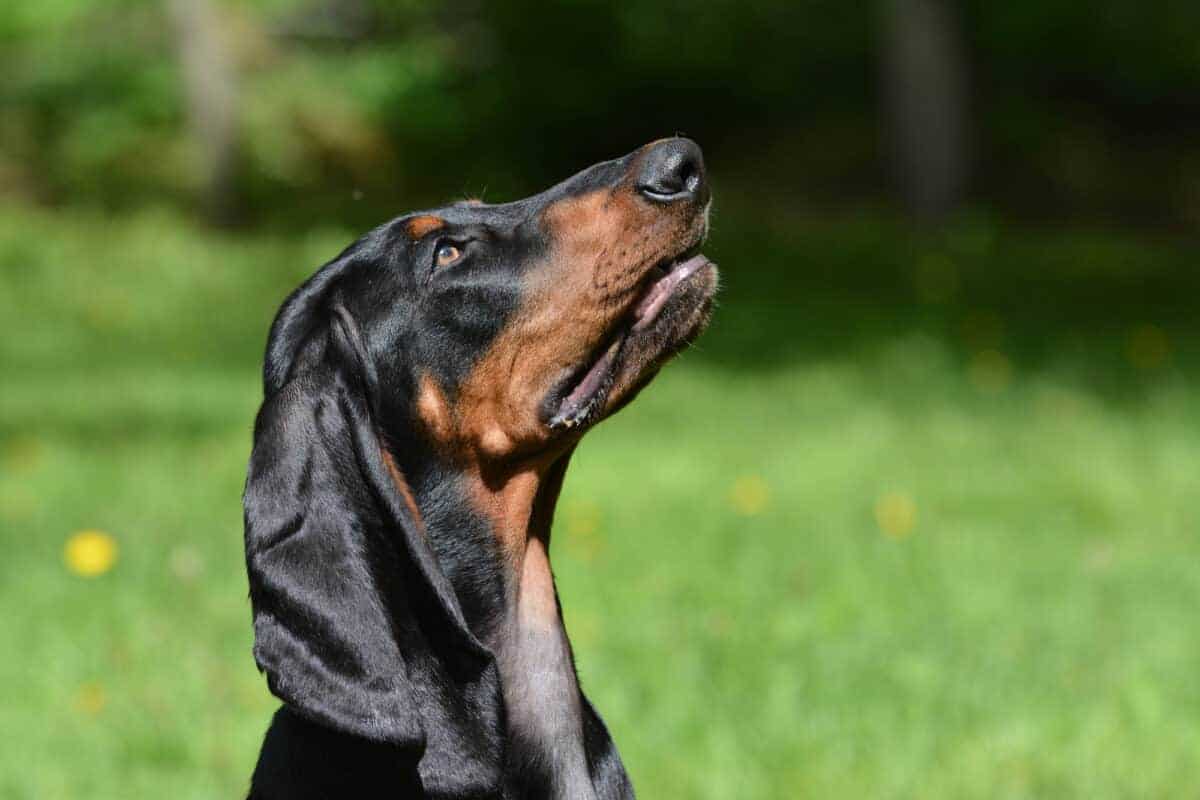 black and tan coonhound portrait - male puppy
