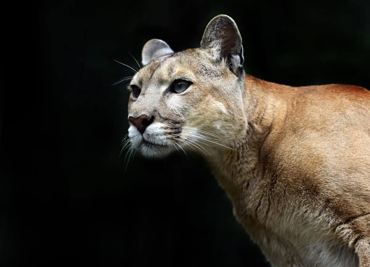 Mother Saves Child From Cougar Attack