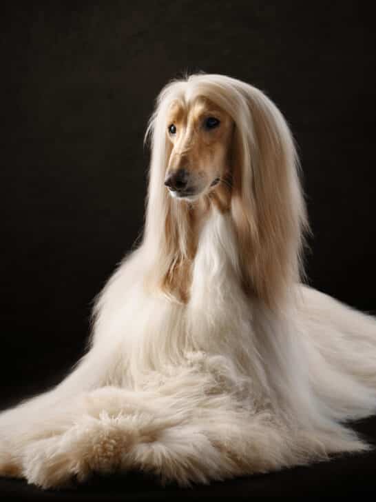 7-Steps to Grooming Your Pup Like a Pro
