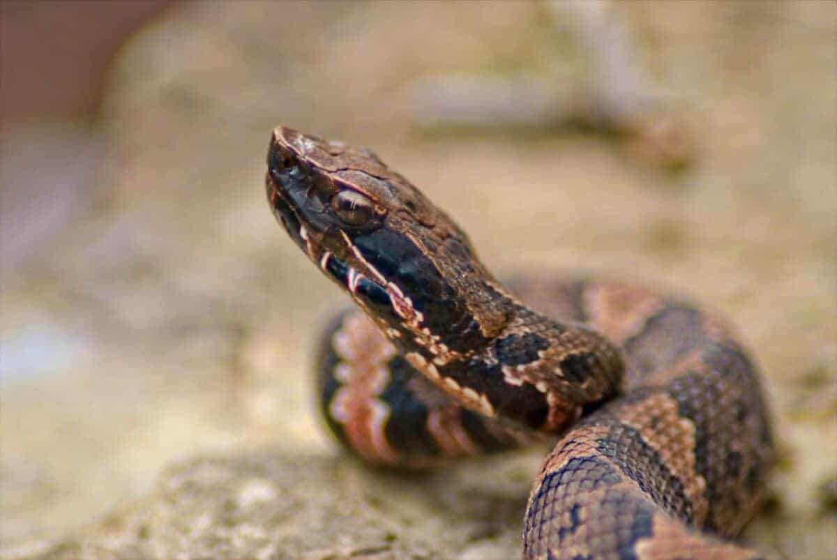 cottonmouth bite