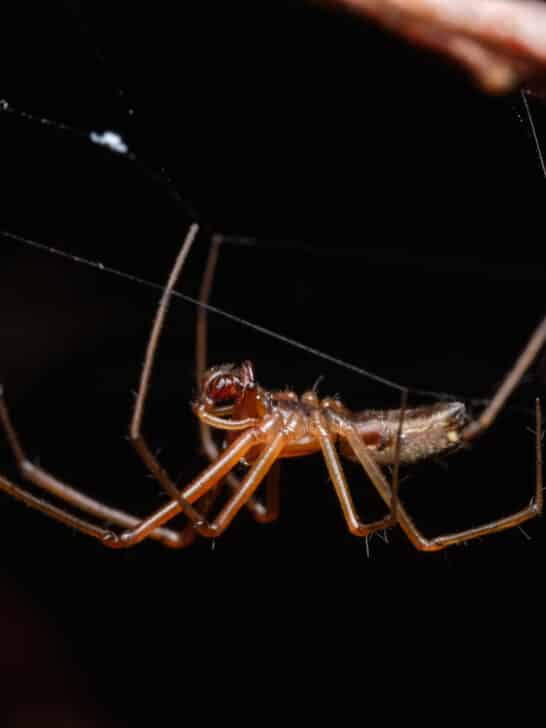 13 Myth-Busting Facts About Spiders