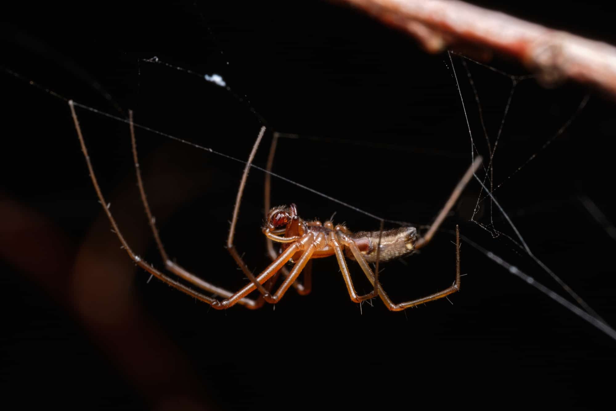 brown recluse spider