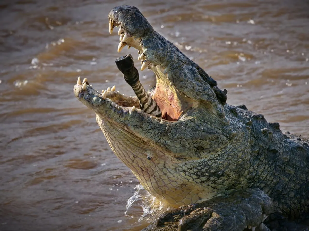 lolong crocodile