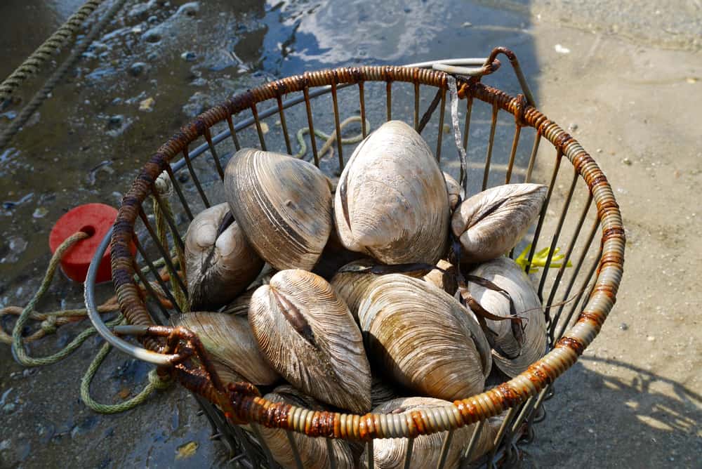 quahog clams USA