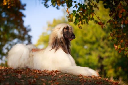 10 Dogs That Will Test Your Patience With Their Disobedience