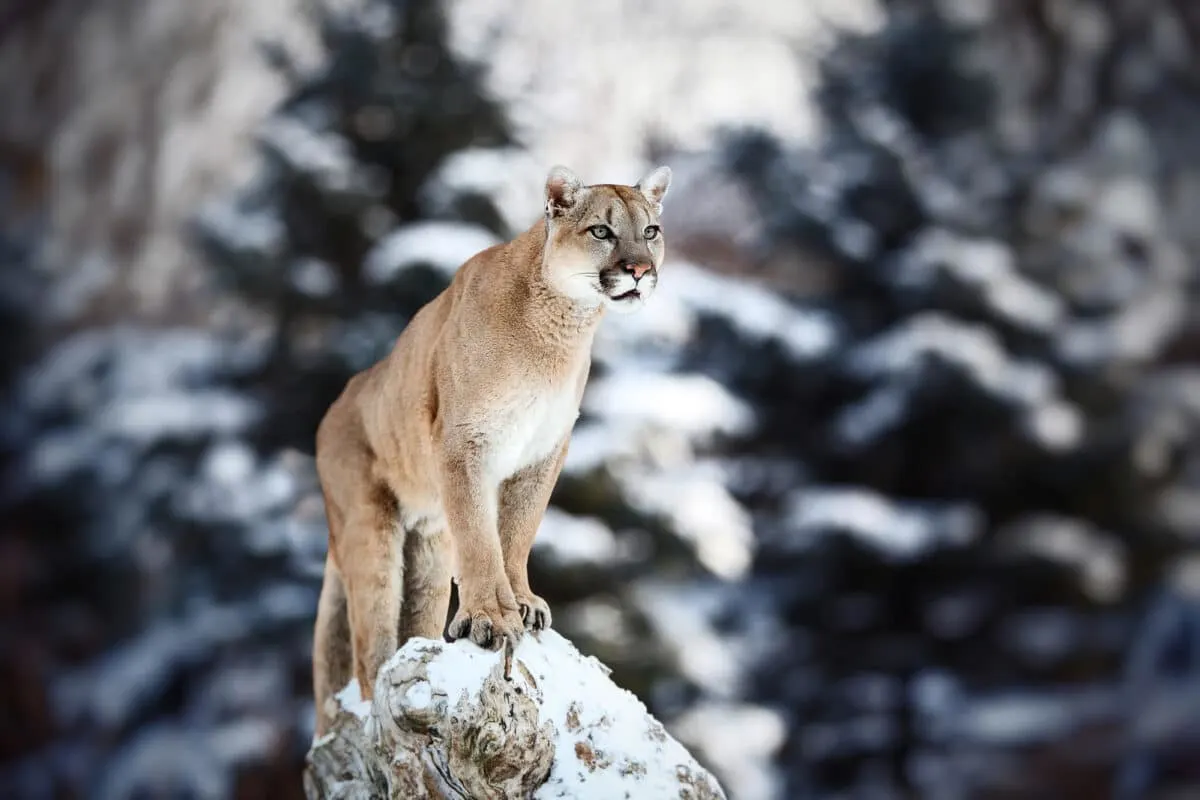 Mother Saves Child From Cougar Attack